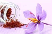 Những đối tượng nào cần thận trọng khi sử dụng Saffron – Nhuỵ hoa nghệ tây