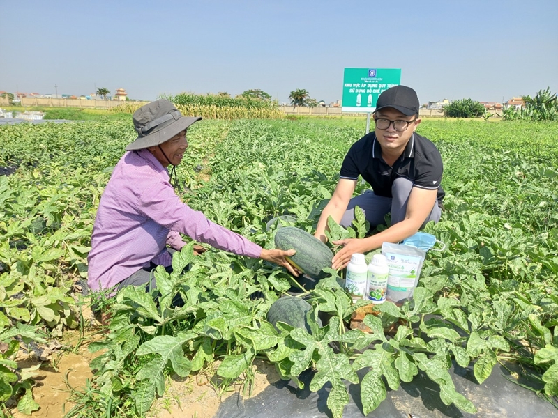Ứng dụng chế phẩm sinh học Hoàng Ngưu Sơn trong nông nghiệp hữu cơ